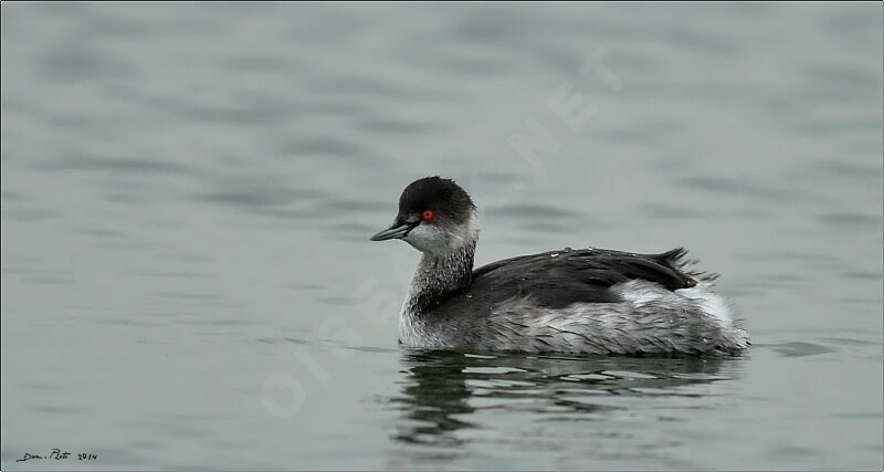 Black-necked Grebe