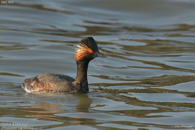 Black-necked Grebe