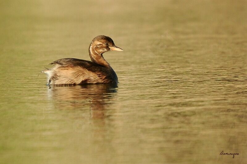 Little Grebe