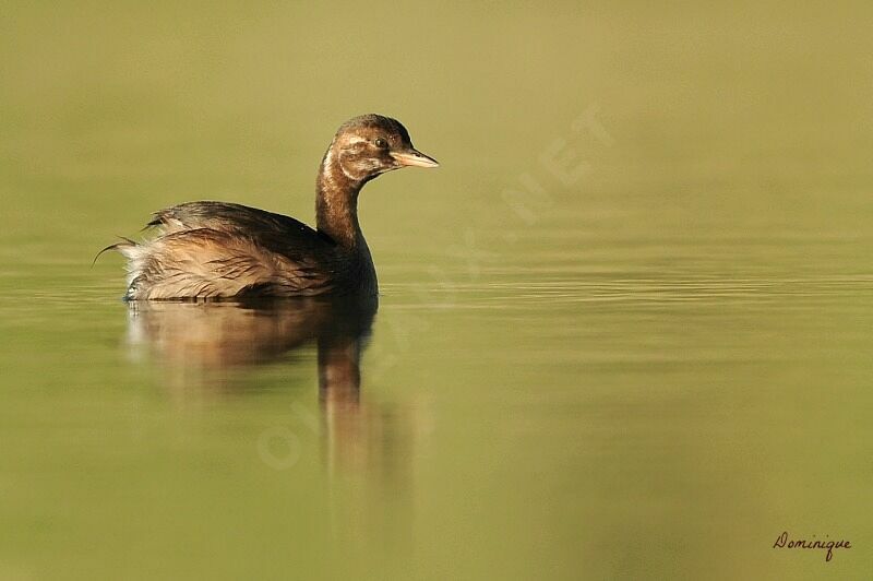 Little Grebe