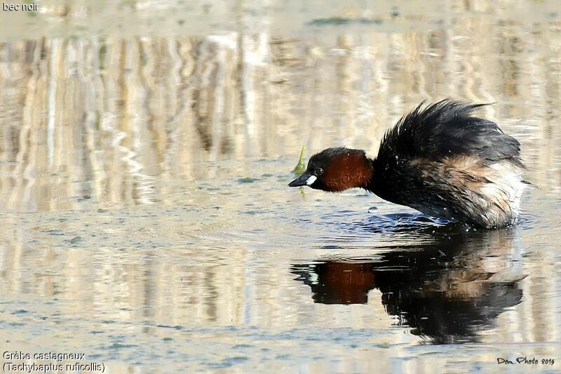 Little Grebe