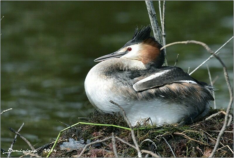 Great Crested Grebe