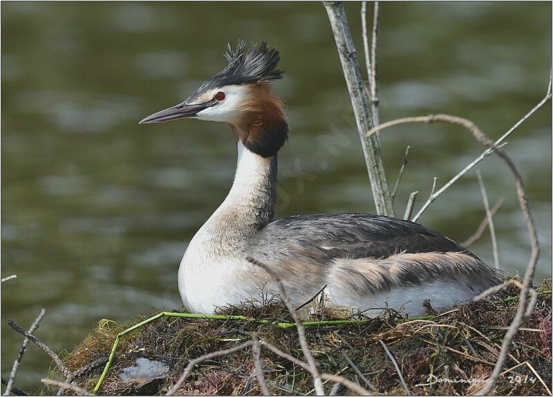 Great Crested Grebe