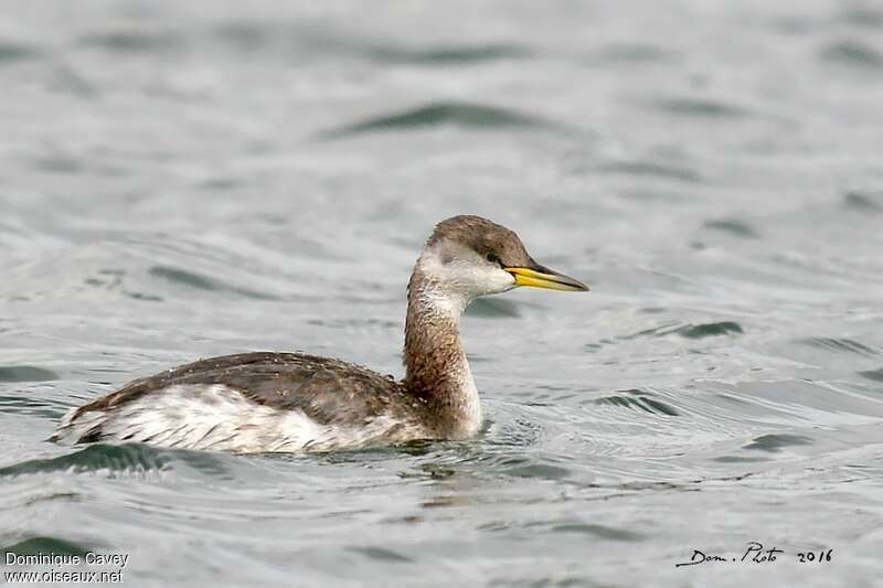 Red-necked Grebeadult post breeding, identification