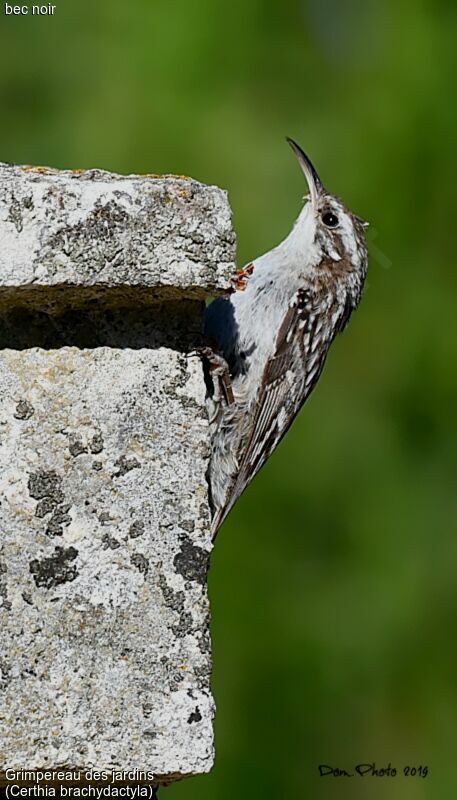 Short-toed Treecreeper