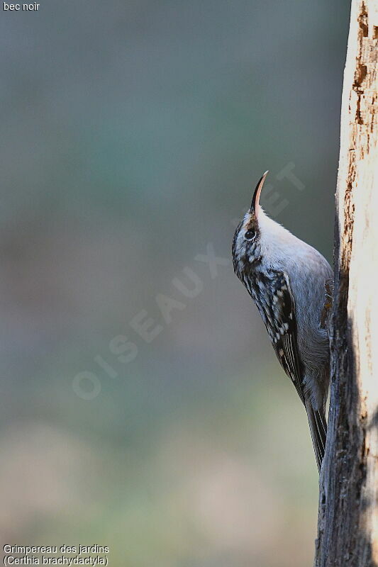 Short-toed Treecreeper