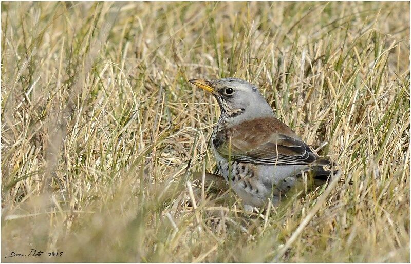 Fieldfare