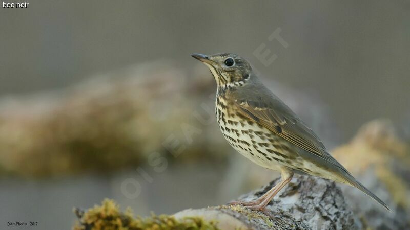 Song Thrush