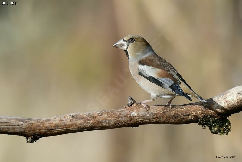 Hawfinch