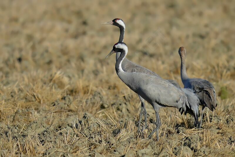 Common Crane