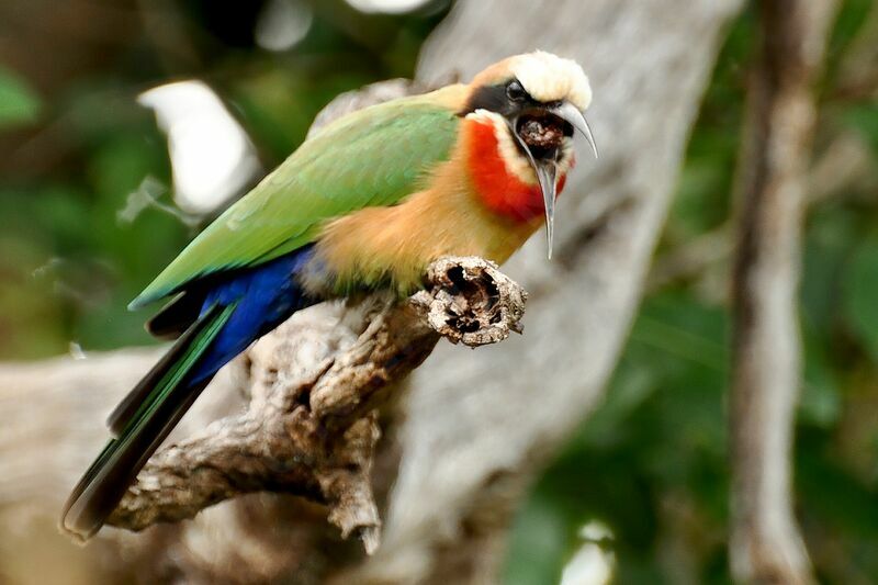 White-fronted Bee-eater