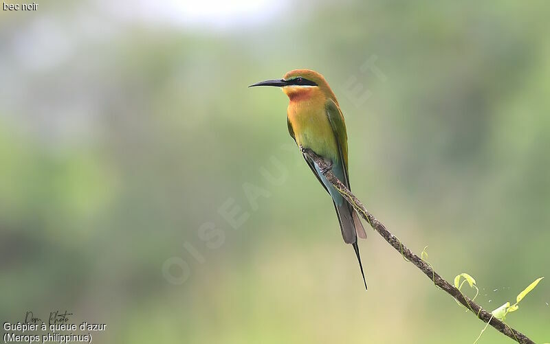 Blue-tailed Bee-eater