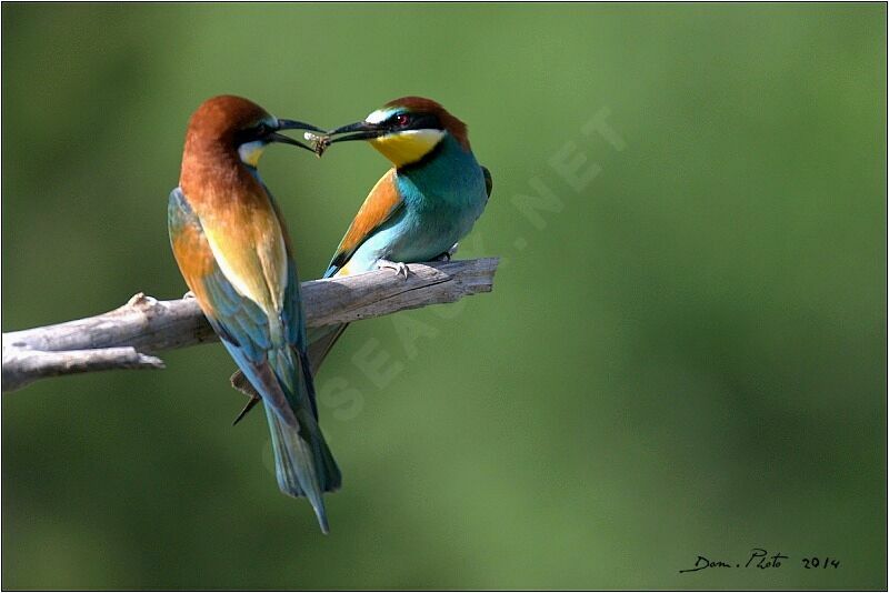 European Bee-eater