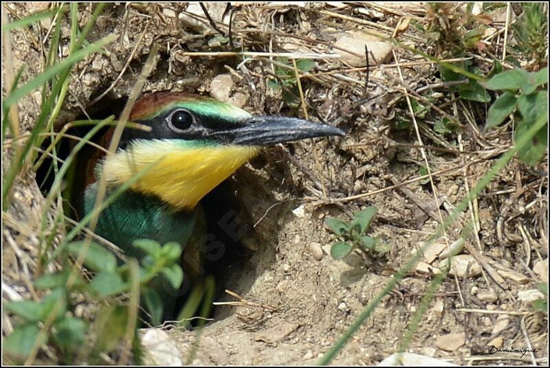 European Bee-eater