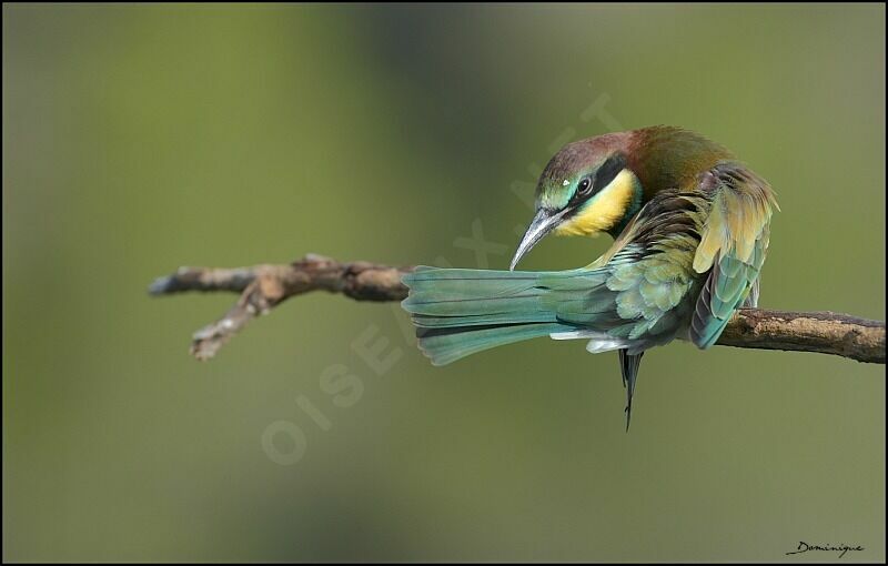 European Bee-eater