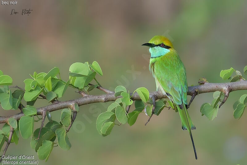 Asian Green Bee-eater