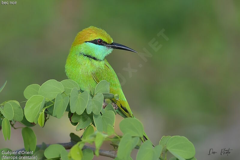 Asian Green Bee-eater