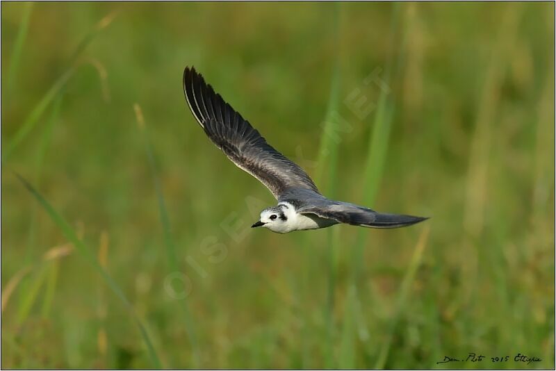 White-winged Tern