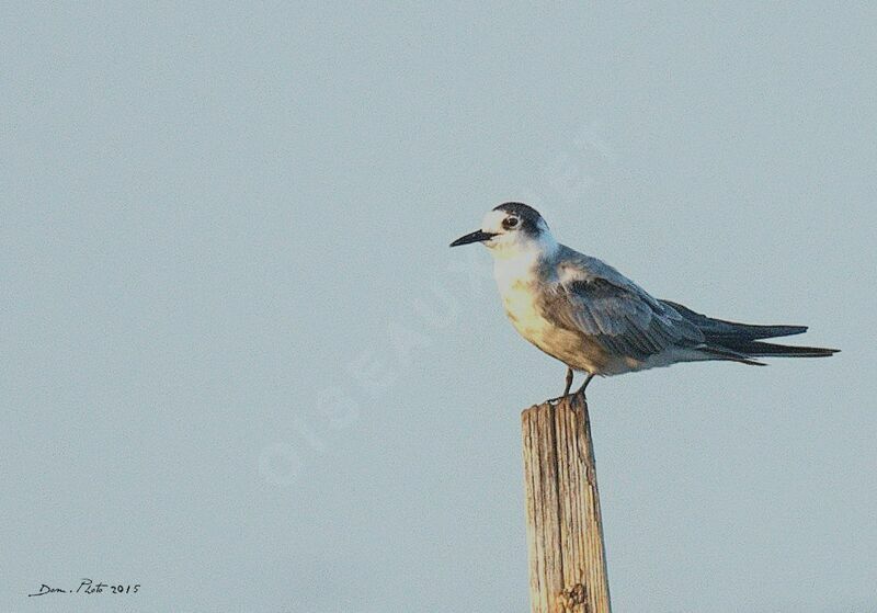 Black Tern