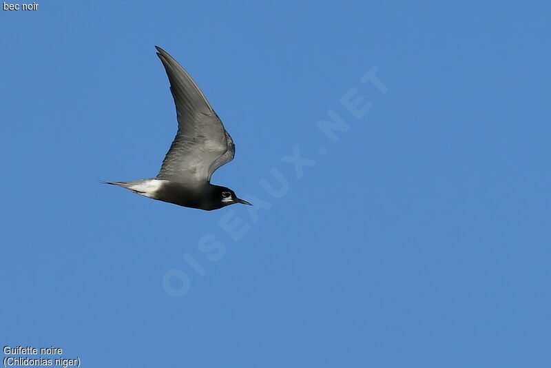 Black Tern