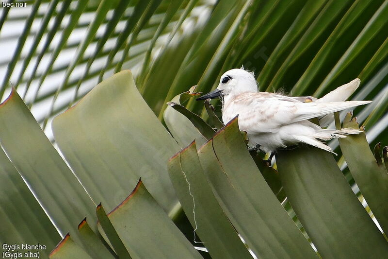 Gygis blancheimmature