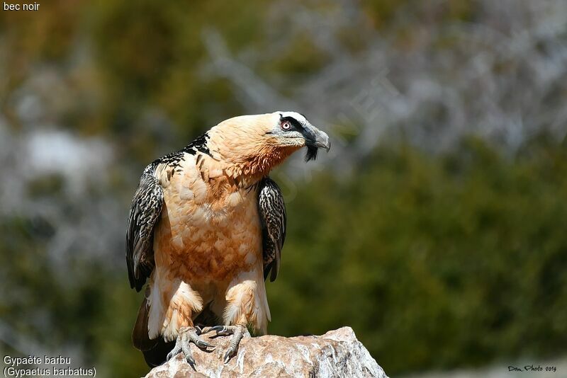 Bearded Vulture