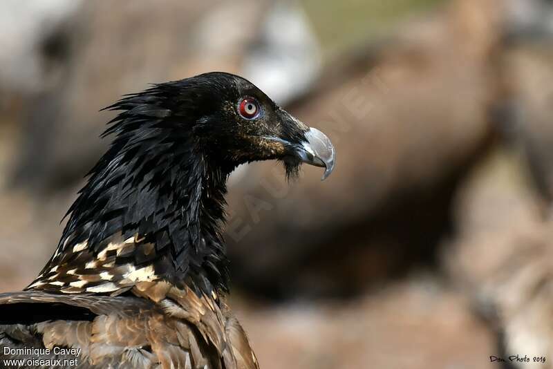 Gypaète barbuimmature, portrait