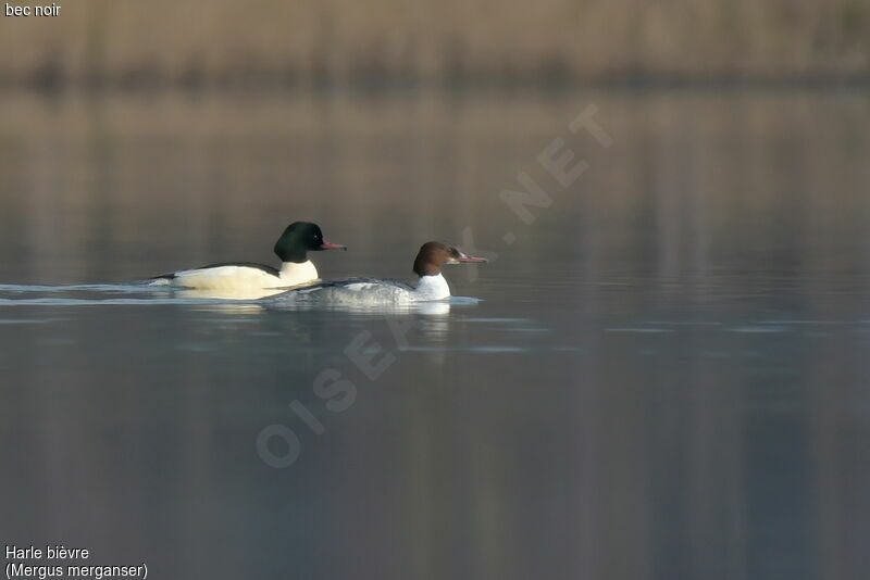 Common Merganser