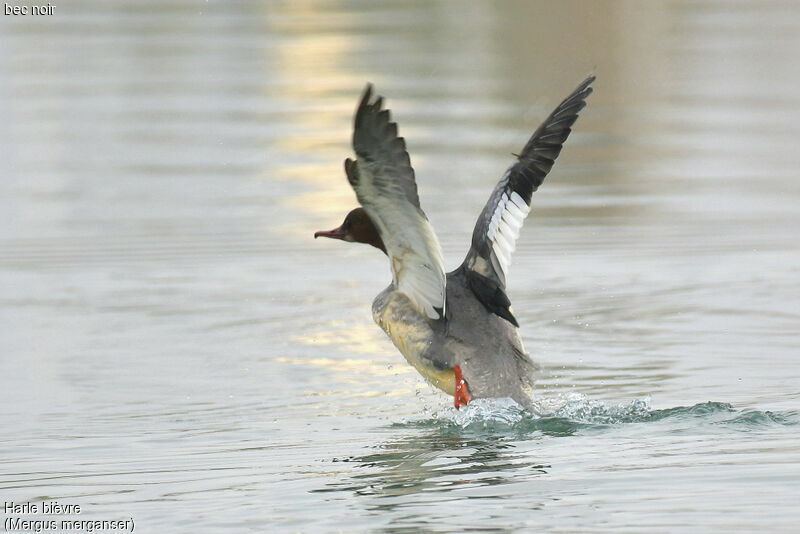 Common Merganser