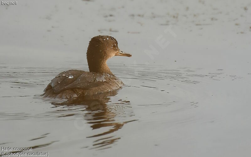 Hooded MerganserFirst year