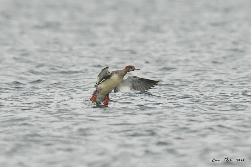 Red-breasted Merganser