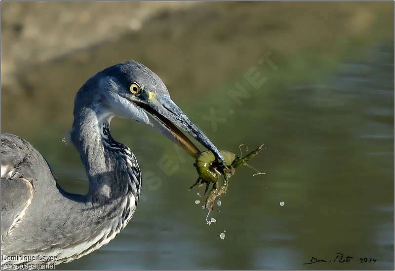 Héron cendré, régime, pêche/chasse