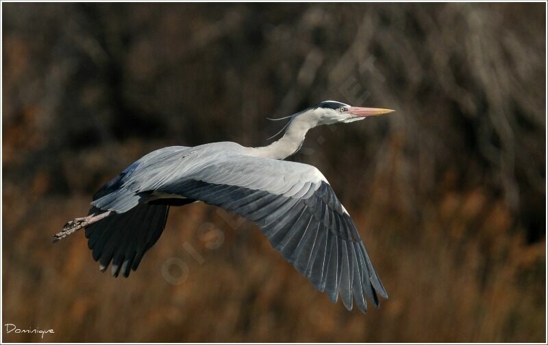 Grey Heron