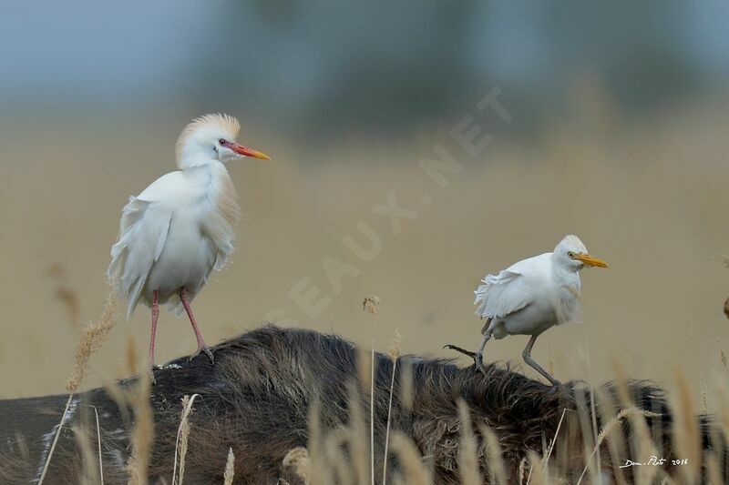 Western Cattle Egret male adult breeding