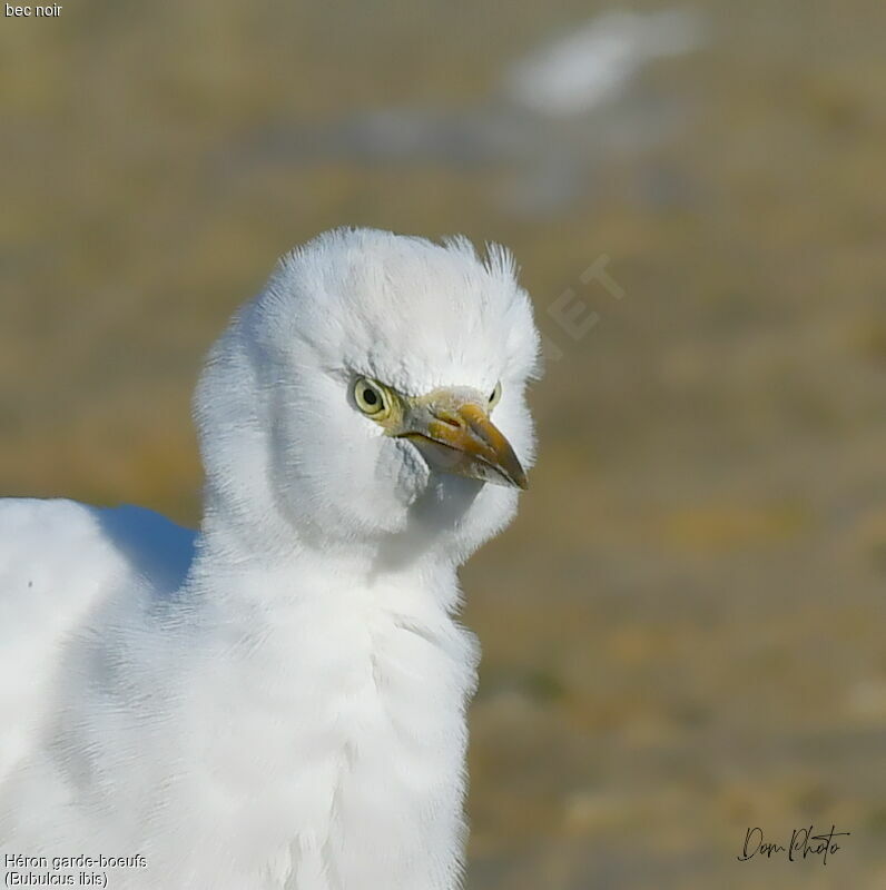 Western Cattle Egret