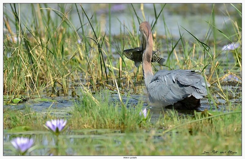 Goliath Heron