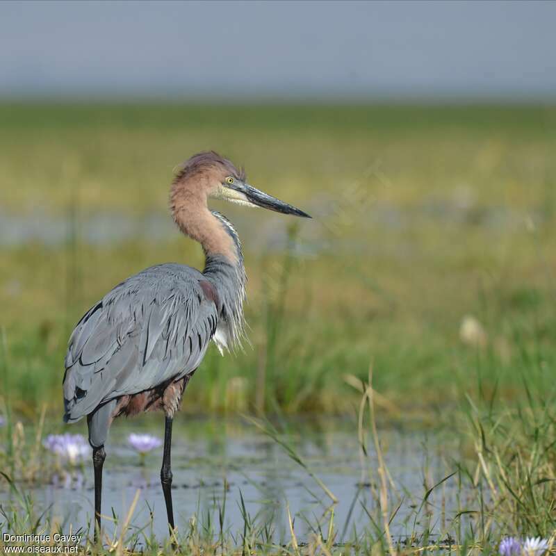 Goliath Heronadult, identification