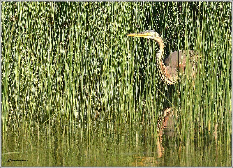 Purple Heron