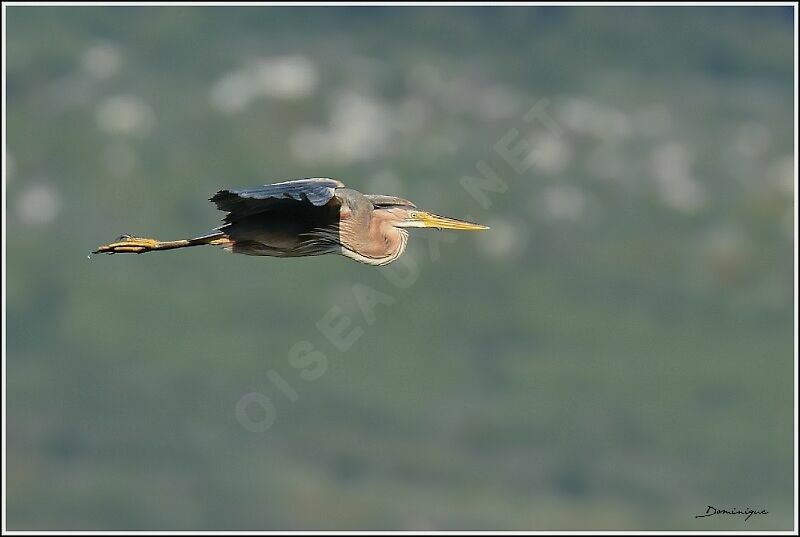 Purple Heron