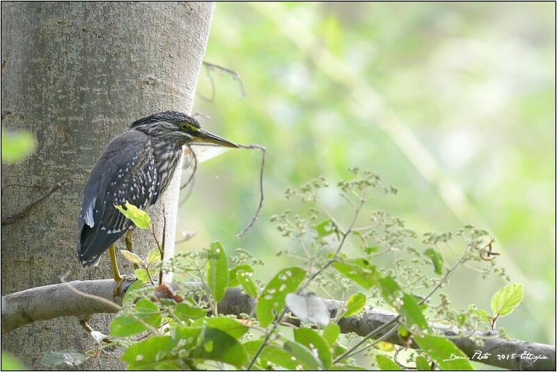 Striated Heron