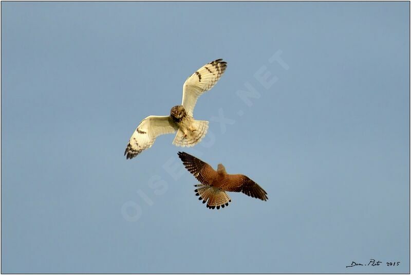 Hibou des marais