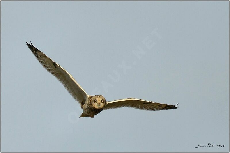 Hibou des marais