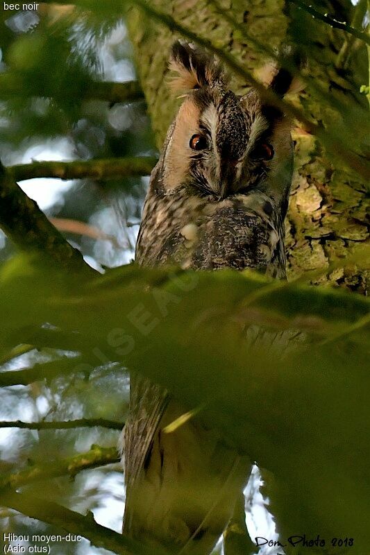 Hibou moyen-duc