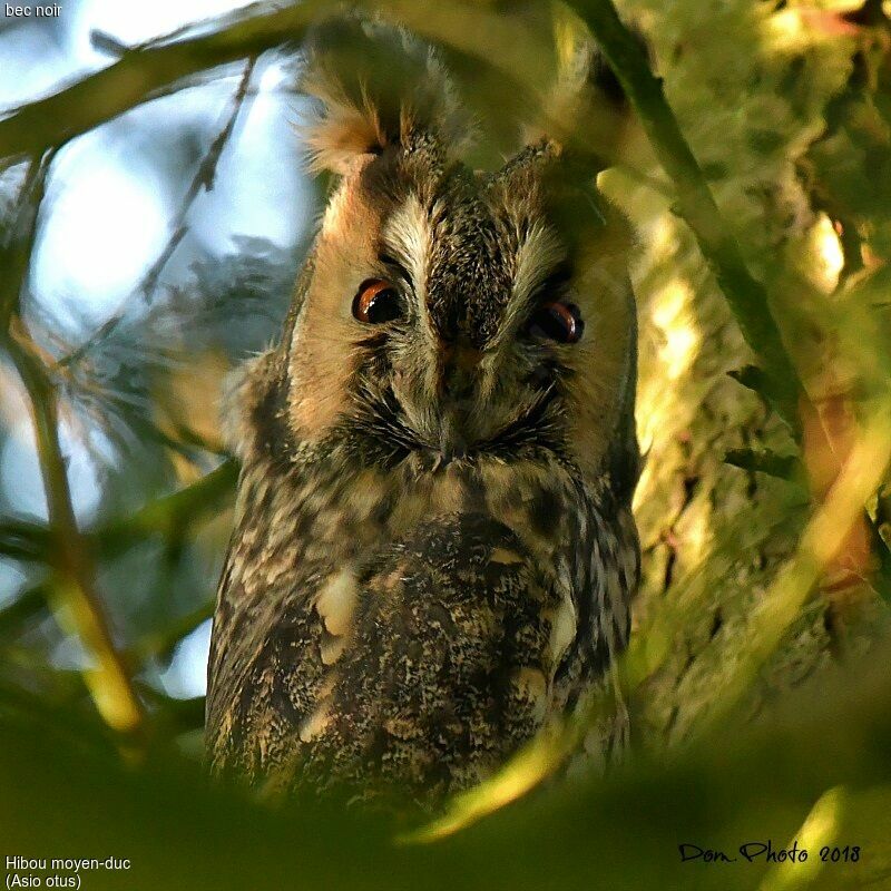 Hibou moyen-duc