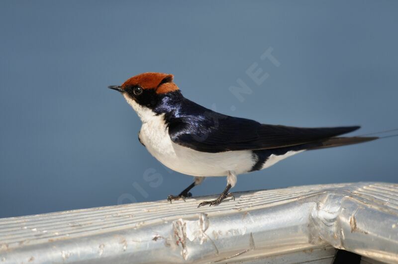 Hirondelle à longs brins