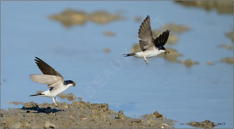 Western House Martin