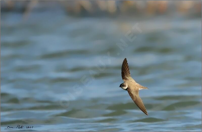 Hirondelle de rivage