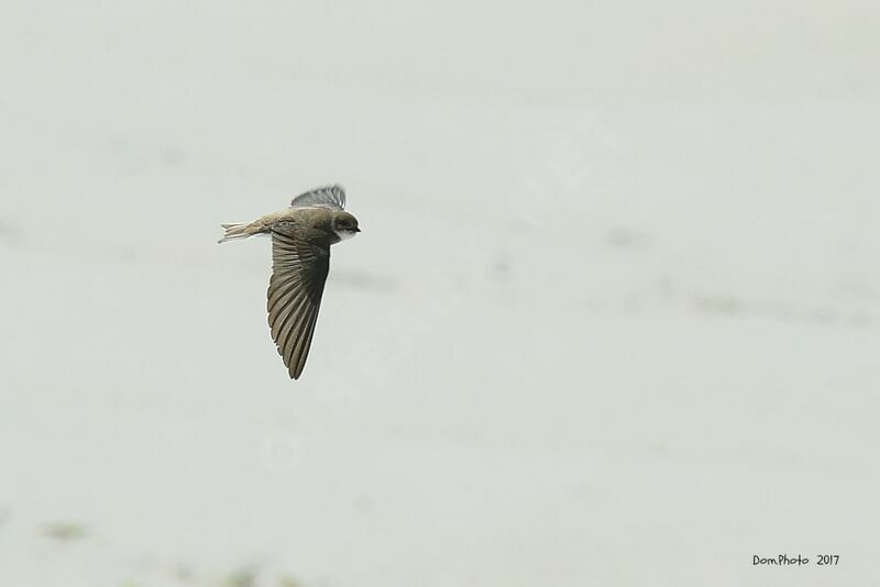 Sand Martin