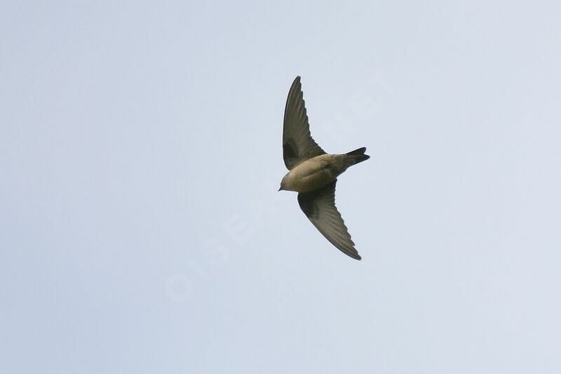 Eurasian Crag Martin