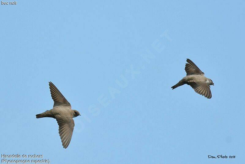 Eurasian Crag Martin